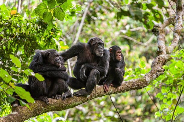 Chimpanzees In Mahale Mountain National Park